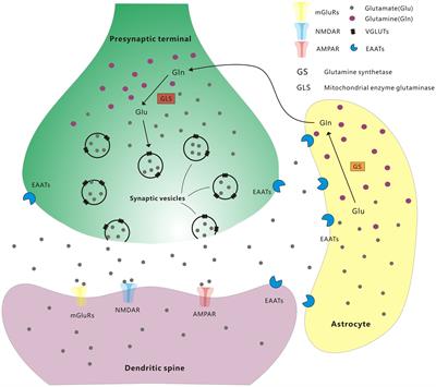 A mini-review of the role of vesicular glutamate transporters in Parkinson’s disease
